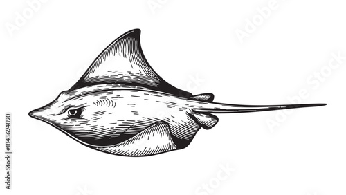 A detailed black and white hand-drawn illustration of a manta ray in vintage engraving style — stock illustration.