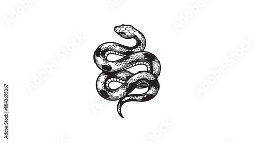 A detailed, hand-drawn vintage illustration of a coiled serpent in black and white — stock vector.