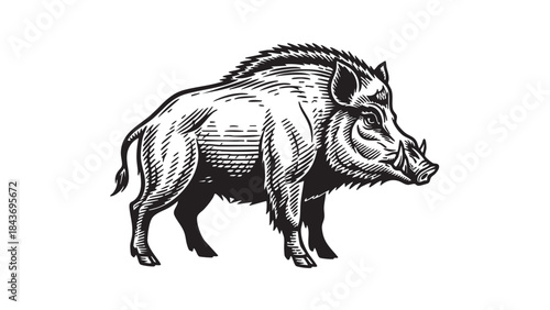 A powerful wild boar with prominent tusks and bristly fur is depicted in a detailed black and white vector illustration with an engraved style. — stock vector.