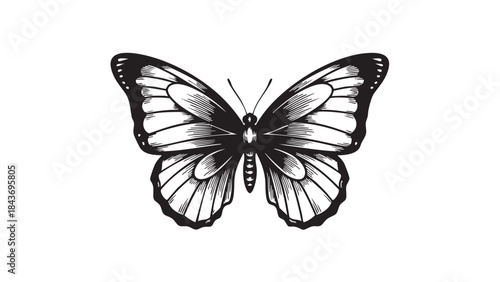 A detailed black and white illustration of a butterfly with open wings, rendered in a classic engraved style, isolated on a white background — stock vector.