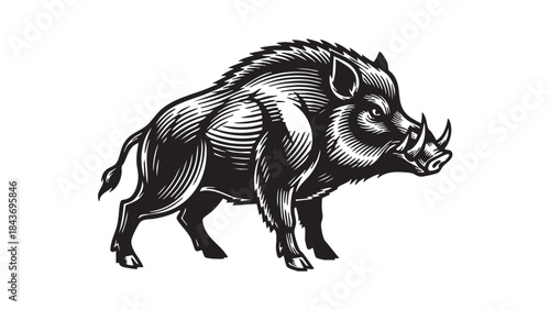 A striking black and white vector illustration of a wild boar, depicted with intricate linework in a classic engraving style, showcasing its powerful and rugged form — stock vector.