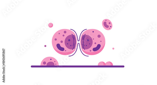 Scientific illustration of cell division, or mitosis, where one cell is splitting into two identical daughter cells for growth.