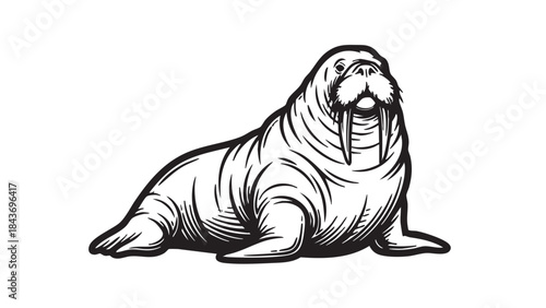 A powerful black and white line art illustration of a walrus with prominent tusks and whiskers, isolated on a white background — stock vector.