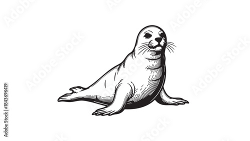 A charming black and white vector illustration of a seal or sea lion, rendered in a vintage engraving or woodcut style, isolated on a white background — stock vector.
