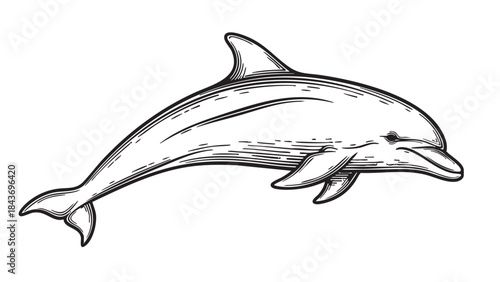 A detailed black and white illustration of a graceful dolphin in a dynamic swimming pose, featuring intricate line art and a classic woodcut style. — stock vector.