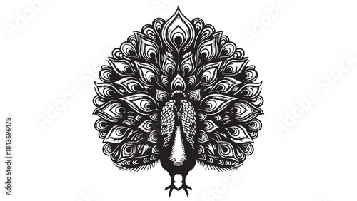 A striking black and white vector illustration of a peacock with its elaborate tail feathers fully fanned out, showcasing elegance and ornate detail — stock vector.