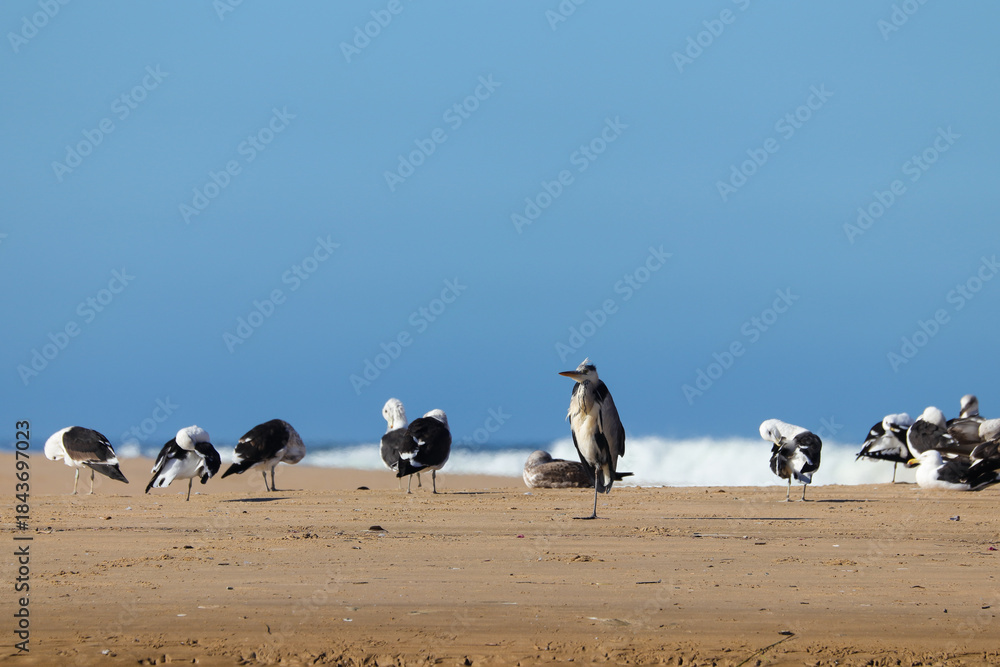 Obraz premium Grey Heron Bird (Ardea cinerea) Roosting On Sandy Beach Amongst A Flock Of Kelp Gulls (Larus dominicanus), Western Cape, South Africa