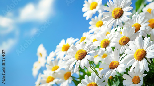 Close-up of cheerful white daisies with yellow centers against a bright blue sky with soft, blurred clouds, a fresh spring/summer scene