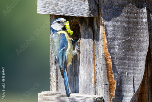 Blaumeise 69