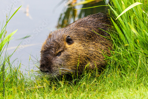 Nutria 56