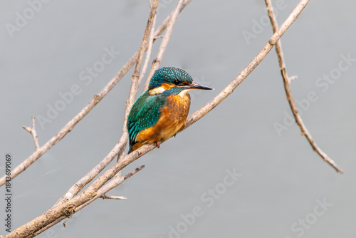 Eisvogel 21