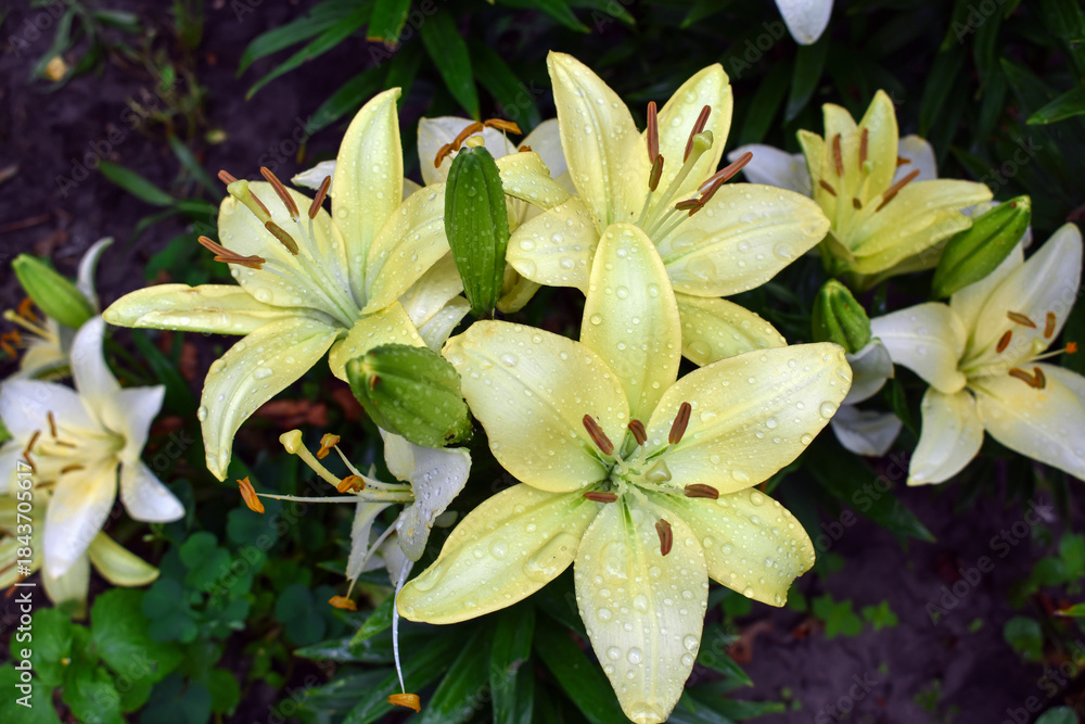 Fototapeta premium yellow and white lilies. Lilies blooming in the garden. Lilium Candidum. Yellow Easter Lily flowers in the park. Summer floral background.