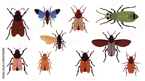 Collection of various hand-drawn style insect illustrations, showcasing different species of flies and beetles in natural colors.