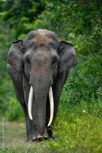 Wild Tusker - Sri Lankan elephant - Elephas maximus maximus