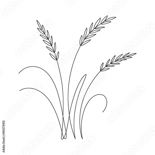 Delicate line art illustration of wheat stalks and blades of grass