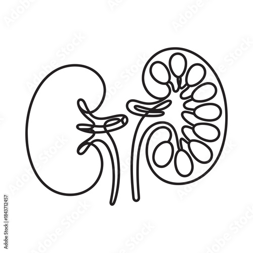 Detailed line art illustration of a human kidney and its internal structure