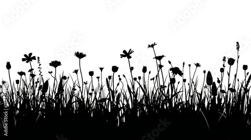 Fototapeta Naklejka Na Ścianę i Meble -  Silhouette of wild meadow flowers and grasses against a white background