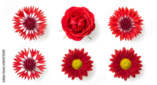 Floral Ensemble: A vibrant collection of assorted red blooms in an elegant display, showcasing the beauty and diversity of nature's artistry.