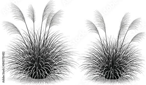 Pampas grass silhouette with plumes, ornamental foliage, landscape plant, botanical decor, nature design, flat vector