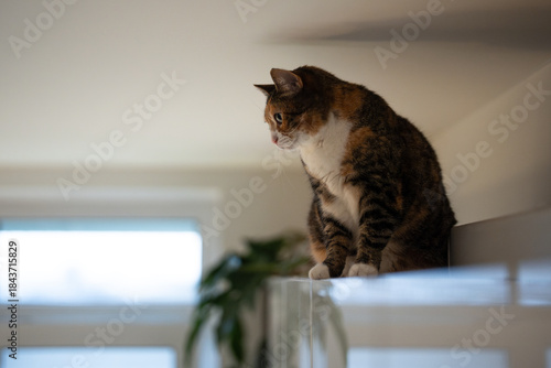 Foto Curious fluffy calico cat sitting on kitchen cabinet under ceiling, pet looks outside window, checking out view from high spying spot at home, furry domestic kitty using furniture as own space
