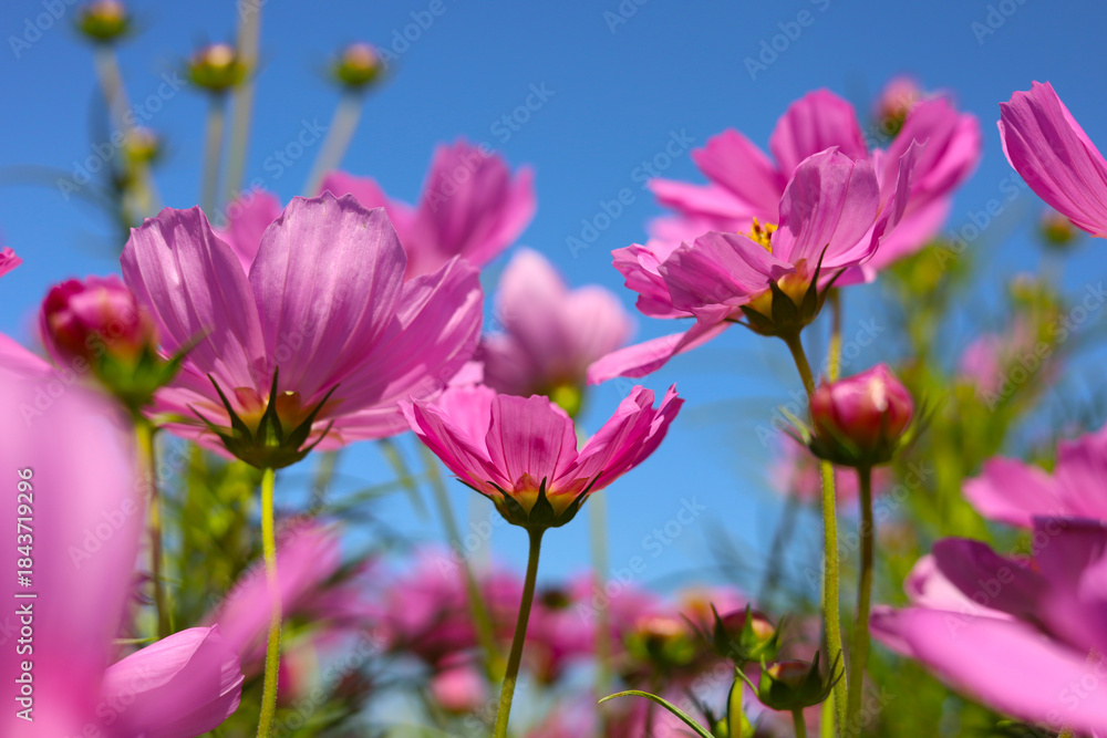 Obraz premium Pink cosmos flowers under a clear blue sky.