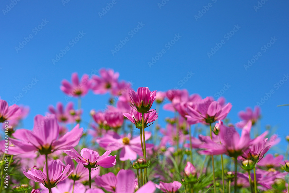 Fototapeta premium Pink cosmos flowers under a clear blue sky.