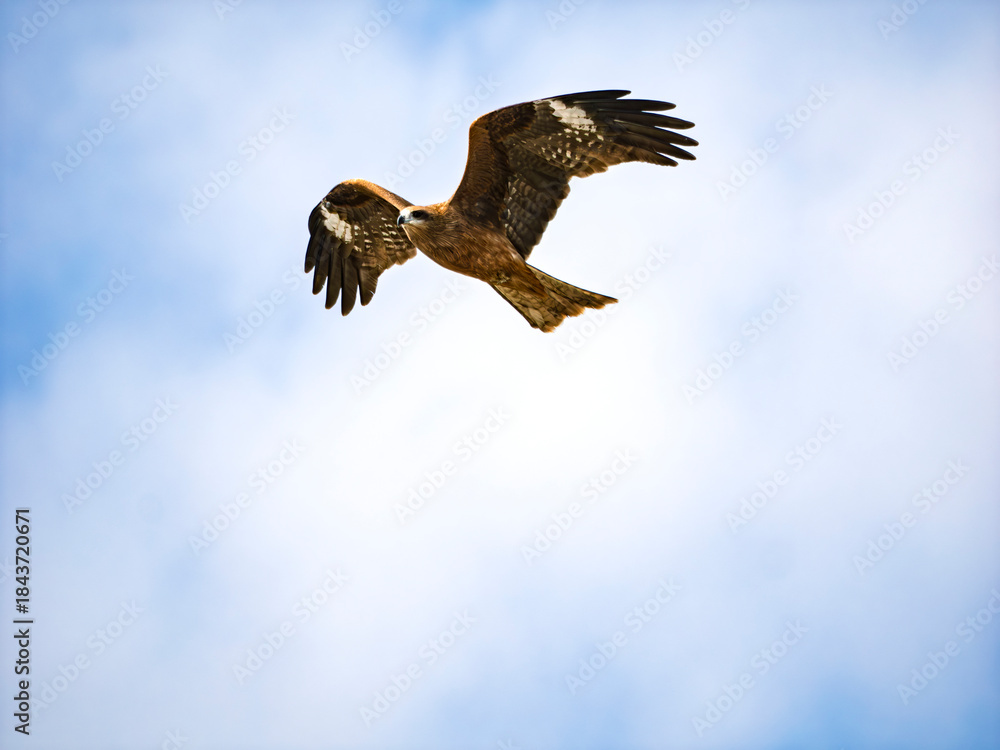 Obraz premium 大空を統べる孤高の翼