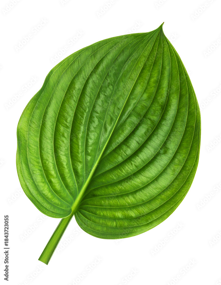 Obraz premium A Single Vibrant Green Hosta Leaf Isolated on White.