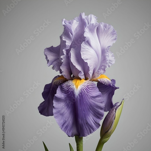 purple iris flower