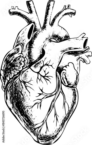 Detailed black and white sketch, engraving art drawing of the human heart anatomical structure