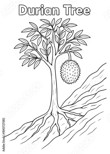 coloring book Durian tree on sloping hill with exposed roots