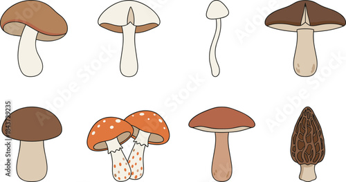 Set of illustrations displaying eight different types of wild and edible mushrooms, including bolete, morel, and various cap and stem fungal structures.