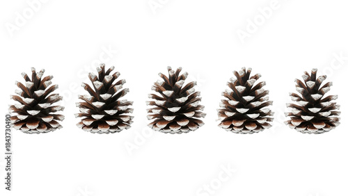 A clean studio shot featuring five pinecones arranged in a horizontal line against a stark black background. Perfect for winter themes, nature, or holiday designs.