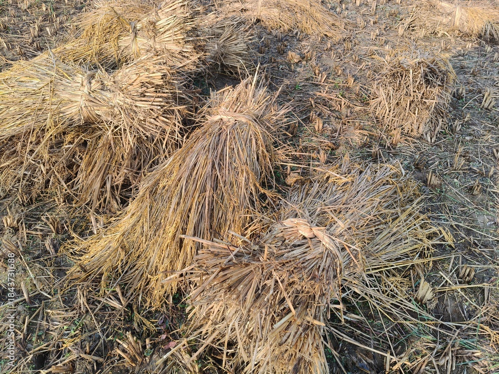 Naklejka premium Rice stalk tied up bundle in the field. Agriculture paddy crop stack. Fresh rice stems on farmland after harvest. After harvesting, the paddy crop has been tied and is now ready to be taken home.