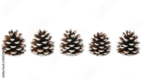 A festive arrangement of five natural pinecones with white tips, isolated on a solid black background. Perfect for holiday and winter themes.