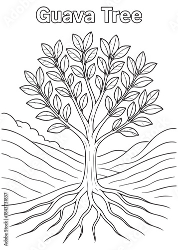 coloring book Guava Tree with visible big roots on dry ground