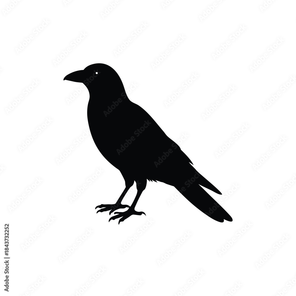 Fototapeta premium Crow vector silhouette illustration isolated on white background showing a perching bird