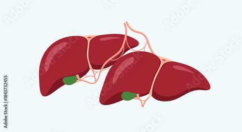 A medical illustration of two healthy human livers with attached gallbladders, showing the anatomy of the vital organ.