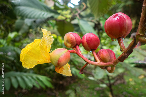 Cannonball Ginger (Etlingera elatior), also known as Torch Ginger, Ginger Flower, or Rose de Porcelaine, Mulu National Park, Sarawak, Borneo, Malaysia