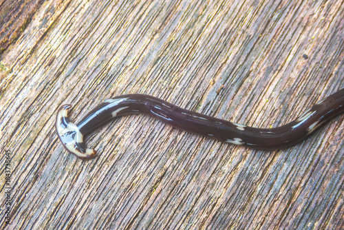 A Land Planarium, called a Hammerhead Flatworm (Bipalium nobile), Mulu National Park, Sarawak, Borneo, Malaysia