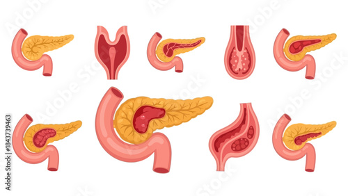 Anatomy of the Human Pancreas Detailed Illustrations of the Organ and its Ducts