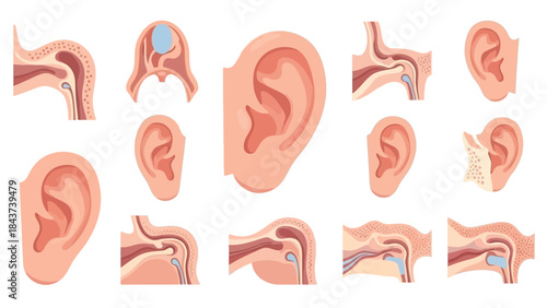 Anatomy of the Human Ear Detailed Cross-Sections and Outer Views