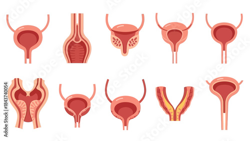 Collection of Anatomical Illustrations Depicting Human Urinary and Reproductive Systems