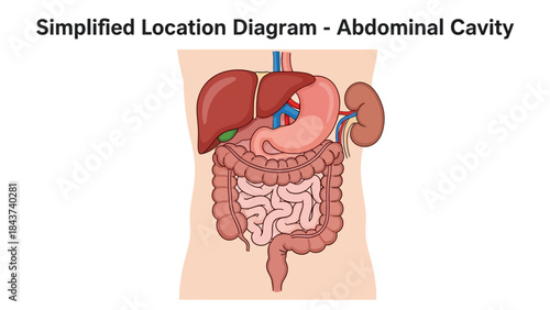 Simplified Diagram of the Human Abdominal Cavity with Major Organs