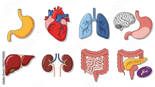 Collection of Human Organ Illustrations Stomach, Heart, Lungs, Brain, Liver, Kidneys, Intestines, Pancreas, and Spleen