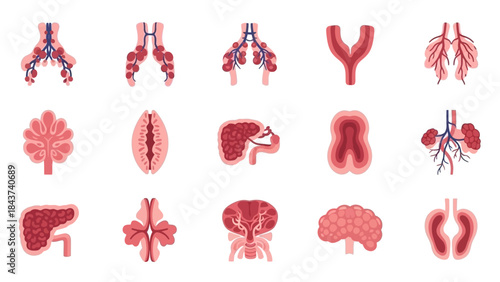 Anatomy illustrations showing human internal organs and body systems, scientific diagrams of biological structures