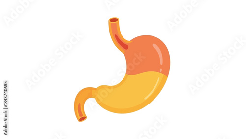 Illustration of a human stomach showing its internal structure and digestive function, a part of the digestive system