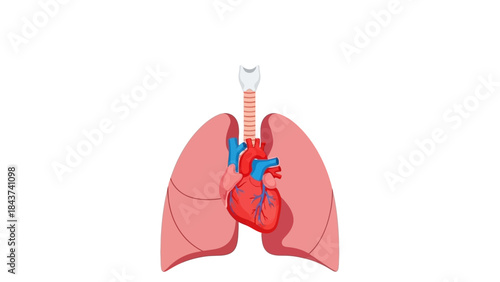 Anatomical illustration of the human heart and lungs, representing the respiratory and circulatory systems