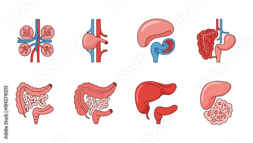 Set of human organs and internal anatomy illustrations, medical and health infographics