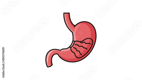 Illustration of Human Stomach Anatomy with Internal Wavy Lines Representing Digestion or Contents